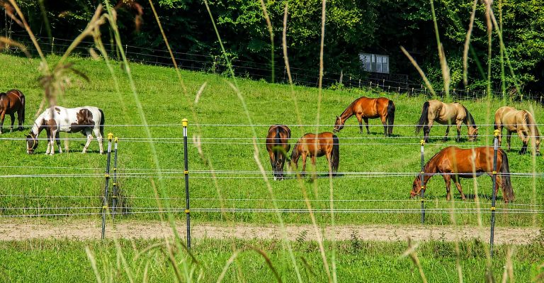 Pferdeweide